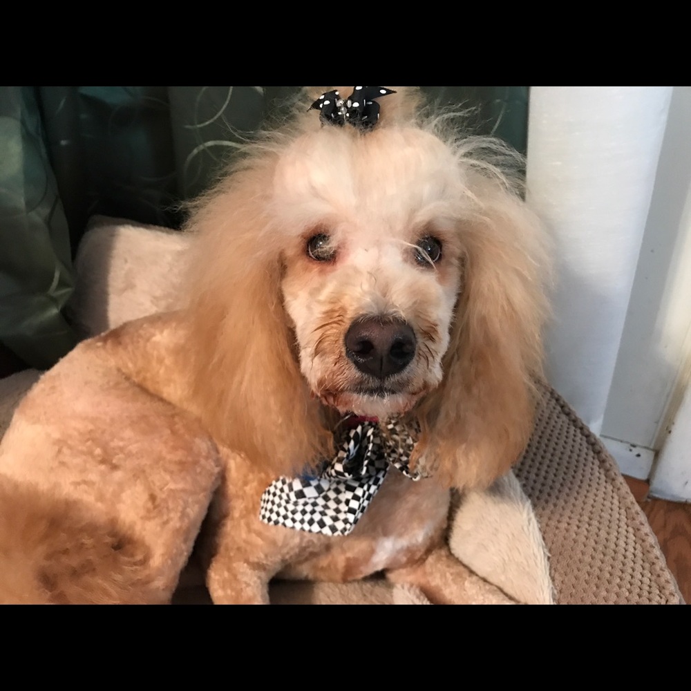 Meet your Posher, Joyce